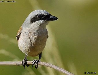 Animali 309